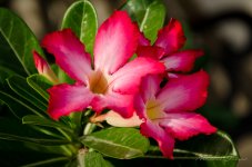 red-flower-neighbor-2.jpg