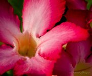 red-flower-neighbor-3.jpg
