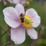 Oly-Bee.jpg