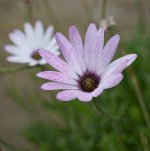 Flower.jpg