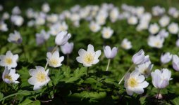 Wood Anemone -11th April 2015.jpg