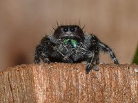 Spider_2.jpg