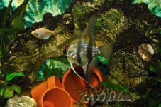 9th Sept 2015 013.JPG