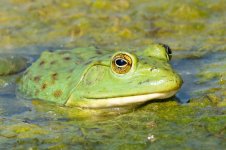 FrogClose-1.jpg