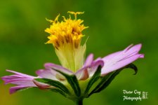 DSC_2580.jpg