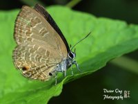 DSC_2536.jpg