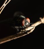 DSC_8068.jpg