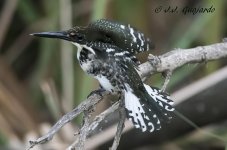DSC_6858b.jpg
