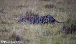 leopard 20k et.jpg