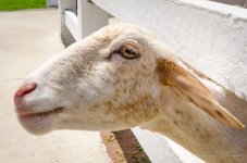 goat-1.jpg