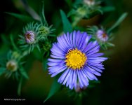 P9110163-2.jpg