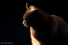Charlie at sunset-.jpg