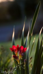 Sunset bloom standing tall-.jpg