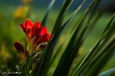 Sunset bloom-9258.jpg