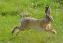 CSC_2082 - Hurworth Hare.JPG