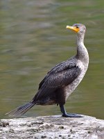 Cormorrant.jpg
