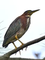 GreenHeron.jpg