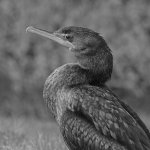 CormorrantBW.jpg