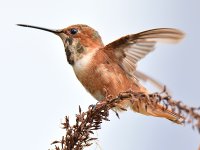 Hummer12.jpg