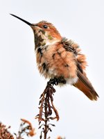 Hummer6.jpg