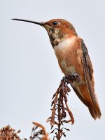 Hummer13.jpg
