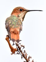 Hummer14.jpg