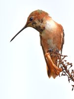 Hummer4.jpg