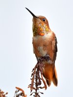 Hummer9.jpg