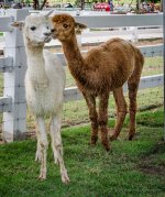 lamas-2.jpg