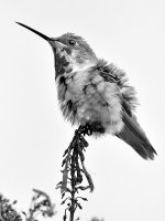 HummerBW.jpg