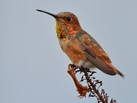 Hummer16.jpg
