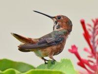 Hummer24.jpg