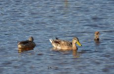 11 - 12th Sept 2015 006.JPG