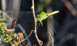 11 - 12th Sept 2015 008.JPG