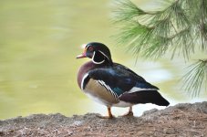 11 - 12th Sept 2015 027.JPG