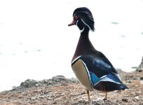 11 - 12th Sept 2015 052.JPG