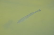 11 - 12th Sept 2015 034.JPG