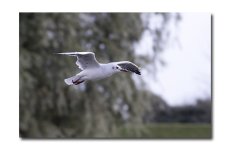 DSC_1656.jpg