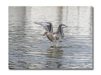DSC_1784.jpg