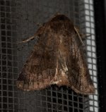 _DSC2386.jpg