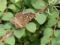 Butterfly.jpg