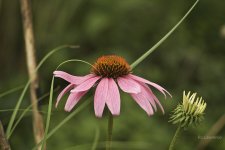 _AAA6316 - Version 2.jpg