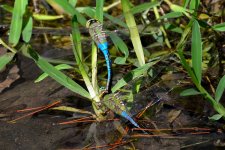 13th Sept 2015 013.JPG