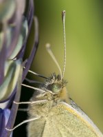untitled-1-435.jpg
