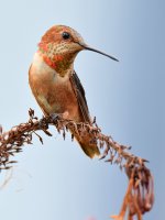 Hummer.jpg