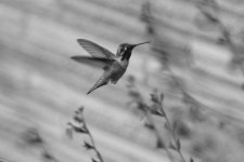 Hummingbird close 85mm:tc-14a.jpg