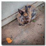 rabbit-1.jpg