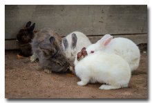 rabbits-2.jpg
