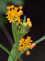 Milkweed.jpg