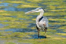 MyHeron-1.jpg